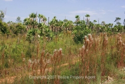 property line