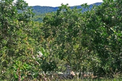 citrus view