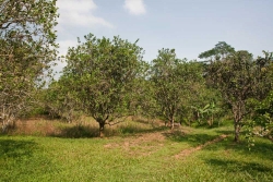 Belize citrus farm for sale