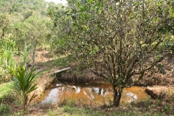 Tilapia pond on property