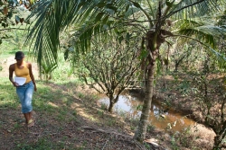 Tilapia pond on Belize property
