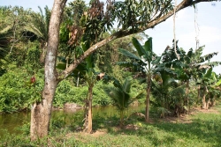 Belize farmland with plantains