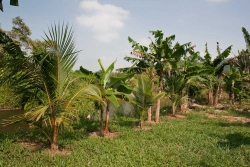 Belize property-plantains