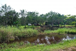 Belize real estate- tilapia pond
