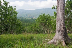Belize citrus farms- look north