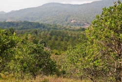 Belize farms- citrus looking north