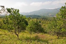 Real estate in Belize- citrus looking north
