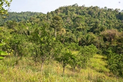 Belize land- citrus looking south