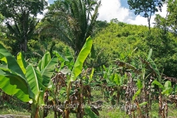 banana orchard