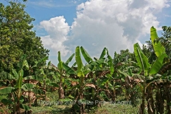 banana orchard