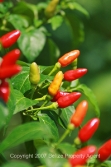 nice peppers