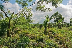 cleared area