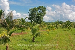 cleared section