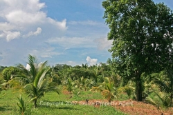 20acres-camelot_10.jpg