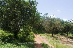 nice orchards