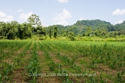 corn fields