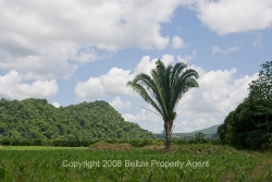corn fields