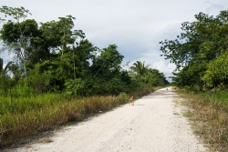 Land in Belize for sale