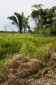 Belize land for sale