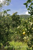 delicious citrus