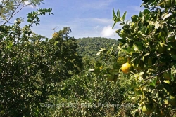 beatiful citrus