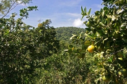 30acres-citrus-farm_08_0