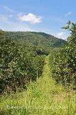 30 acres citrus