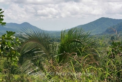 banana trees