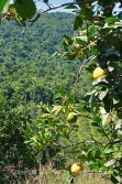 valley view