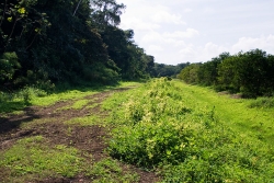 Belize farms-jungle borders property