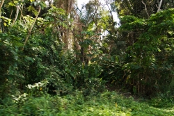 Belize farmland-jungle borders property