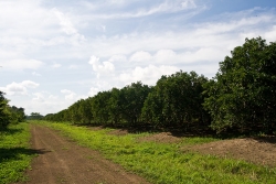 Belize citrus farms-great all season roads
