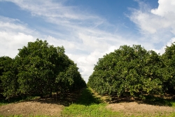 Belize property for sale-very healthy trees