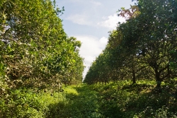 Real estate in Belize-Very healthy citrus