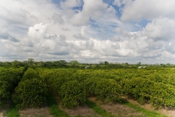 Belize real estate-view from atop bins