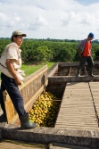 Belize citrus-on top the storage bin