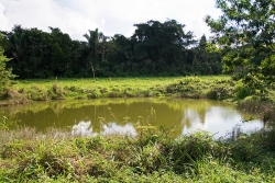 Belize properties-lots of fish in lakes