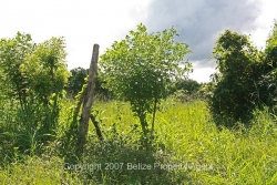 property border
