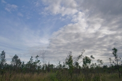low bush and big skies