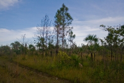 low bush and pine