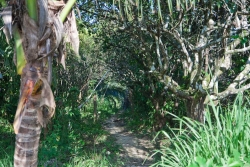 5-acres-sarawee-7286_0