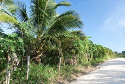 5-acres-sarawee-7295_0