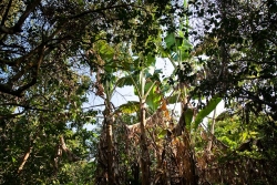 5-acres-sarawee-7299_0