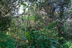 5-acres-sarawee-7309_0