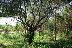 5-acres-sarawee-7311_0