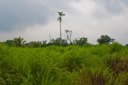 mostly cleared land