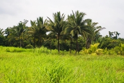 mostly cleared with some coconuts