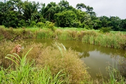 small natural pond