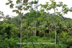 mountain on property