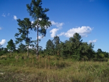 looking east from road